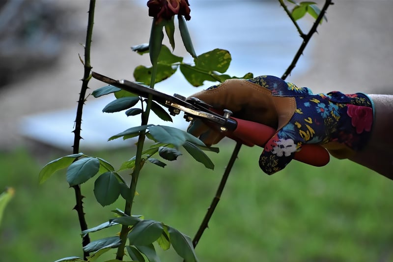 Pruning and Maintenance